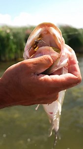 1.8K views · 33 reactions | Check out the New Jackall Dera Buzz Buzzbait with Team Lintner! Watch the new TW Product Breakdown Video showcasing the Dera Buzz Buzzbaits excellent's versatility and peerless performance! ・ ・ Watch the Full Breakdown Video by navigating to our video section! [ #TackleWarehouse | Jackall Lures Team Lintner | Shop Now https://bit.ly/3nvX2rr ] | Tackle Warehouse | Facebook