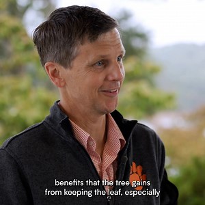 13K views · 195 reactions | As fall leaves reach their peak in Clemson, we’re reminded that the beauty of Southern Appalachia persists even through hurricanes. The Blue Ridge Mountains, and the communities that make them up, are showing their true colors. And this is the science behind the falling leaves in our area today, as told by Don Hagan, associate professor of forest ecology within Clemson University's College of Agriculture, Forestry & Life Sciences. | Clemson University | Facebook