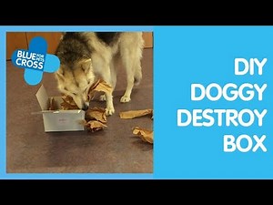 How To Make A Destruction Box For Dogs | Blue Cross