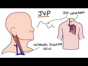 Jugular venour pressure curve ? Let's understand this !