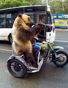 Carrying Things Creatively | Ray's Funny Page