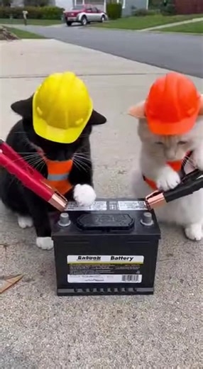 Battery Repair Guide for Cat Owners