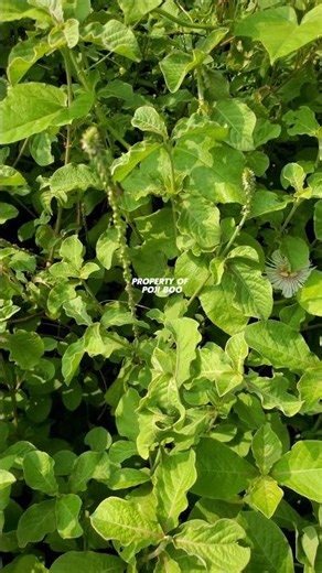 Achyranthes Aspera Plant Leaves ‼️ JARONG PLANT #jarong #AchyranthesAspera #achyranthes