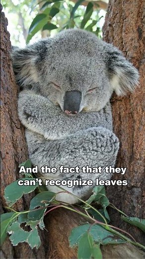 Koala Is The Dumbest Animal In The World