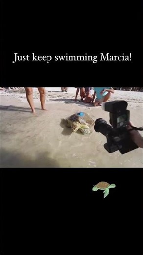 Keep swimming! “Marcia,” a juvenile green sea turtle rehabilitated at the Florida Keys