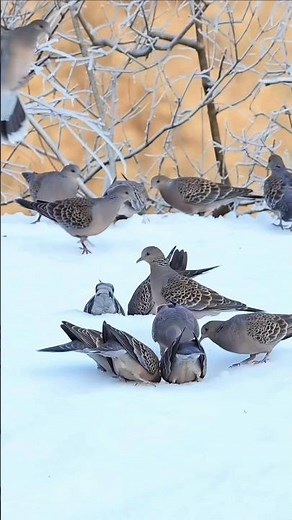 Turtle Dove Call: Dove Sounds #turtleDove #Bird's #nature