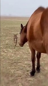 Mama Horse Adopted a Baby Deer 💖