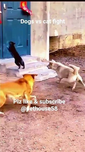 dogs vs cat fight #shortvideo #funny #animals