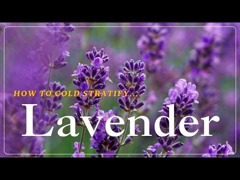 The #1 Secret to Growing Lavender From Seed