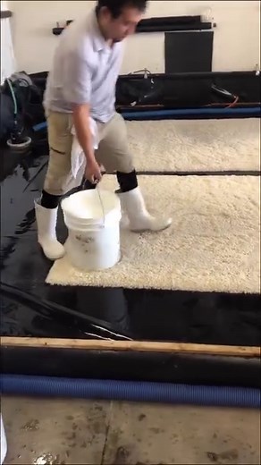 Squeegeeing a shag rug hits different🤤 #shagrug #shagrugcleaning #rugtok #cleanrugs #arizonasmallbusiness #keepitclean #summerwash | Rug Worx