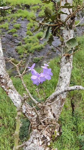 原声 - classic music ပါဝင်သည့် Orchid hunter (@orchid.hunter) ၏ ဗီဒီယိုများ