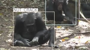 WATCH: Oxford scientists have developed new artificial intelligence (AI) models to recognise behaviours of chimpanzees in the wild. In this clip, you can see the new AI tool identify chimpanzees nut cracking, eating and drumming. The tool is the first of its kind to automatically recognise behaviour in wild primates using both audio and video. Learn more ➡️ https://www.ox.ac.uk/news/2021-11-17-artificial-intelligence-used-recognise-primate-behaviours-wild | University of Oxford
