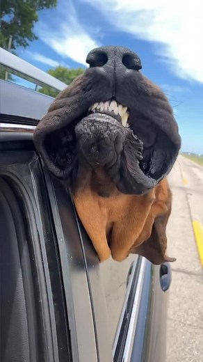 moose every car ride | Moose.Bloodhound