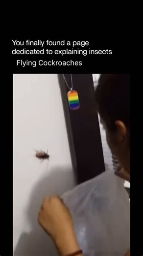 Explaining Insects 🦋 on Instagram: "Cockroaches fly because wings give them a survival advantage, not because they are built for graceful or long-distance flight. In many species, wings evolved primarily as an escape and dispersal tool rather than a main way of moving around. When threatened, flying allows a cockroach to instantly change direction, jump gaps, or reach elevated surfaces that predators can’t easily access. This sudden movement is especially effective as a defense, since it startl