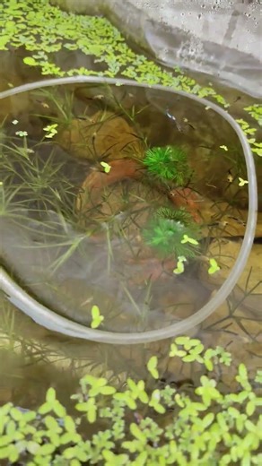 Guppy facts 🤔#guppy #fish #fishing #aquarium #aquariumfish #planetaquarium #viral #ytshorts #yt