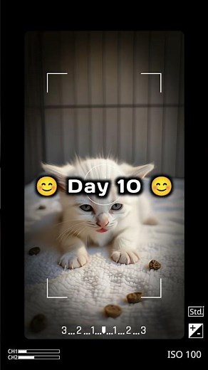 Timelapse of a kitten growing from newborn to 100 days in a touching journey #cat #shorts