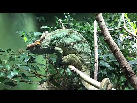 VIRTUAL ZOO DAY LIVE 3: Chameleon superstar, Mr Parsons 🦎⭐️