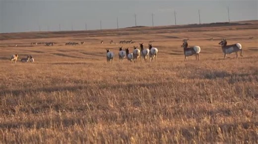 32 reactions | Antelope country! #antelope #pronghorn #wild #beautiful #animals #awesome #hunting #meat #canada #beyondtheblindhunts #archery #season | Justin Lilley | Facebook