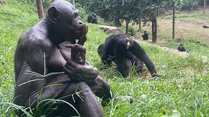 12K views · 305 reactions | ✨ Love bonobos? Stay connected! Sign up for our monthly newsletter to receive updates on bonobo conservation, behind-the-scenes stories from Lola ya Bonobo Sanctuary, and ways you can help protect these incredible apes. Plus, as a bonus, you’ll get a beautiful bonobo screensaver to brighten your screen every month. Join our community! https://www.bonobos.org/bonobos-email-signup #bonoboconservation #Congo #Rainforest | Friends of Bonobos | Facebook