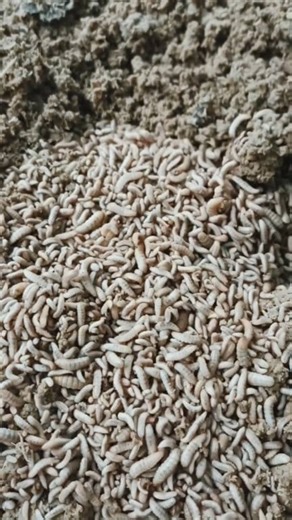 44K views · 170 reactions | Larva 12 hari | Hardi C-ho Bf Wsb | Facebook