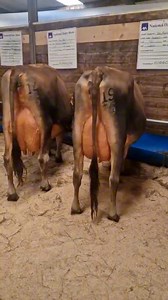 12K views · 109 reactions | #teamdairy #agriculture #farming #nationaldairyshow #ireland | cows.ie - David Clarke Livestock | Facebook