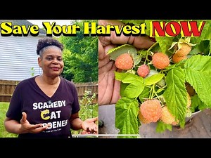 NEVER Lose a Berry Again! My Simple Step-by-Step Bird-Proofing Method! (Save Your Harvest THIS YEAR)