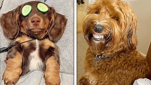 3.6M views · 10K reactions | These dogs act just like humans  | Pawsome Pets | Facebook