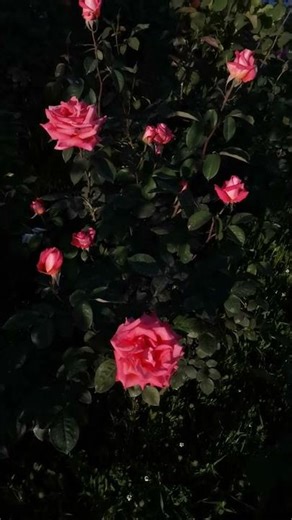 Relaxing Medieval Harp Music 🎵 Ancient Timeless Calm 舒緩的中世紀豎琴音樂🎵 古老而永恆的平靜