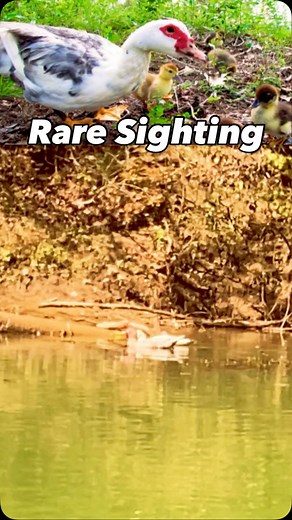 Turkey Ducks! #ducks #muscovyducks #chattahoocheeparks #riverwildlife #reels #reelsinstagram #kayaking #redkayakguy | Brian Baker | Facebook