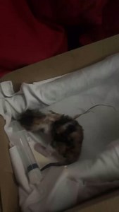 2.1K views · 63K reactions | Skye… my bottle baby .. from a day old to two months old in a blink of an eye …#davidloop65 #cat #catlife #catlover #kitten | David Loop | Facebook