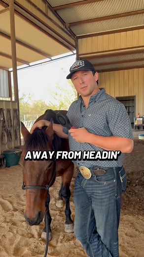 126K views · 1.6K reactions | It’s CRUNCH TIME for Las Vegas rodeo season and Ty Harris is using the HoofLink System to make things run smoothly! Especially with having to take temperatures more frequently with the outbreak of EHV-1 in Texas. Keep your saddle partners, like Rip, safe—start utilizing Lip Chip’s technology ️ HOOFLINK.COM | Lip Chip | Facebook