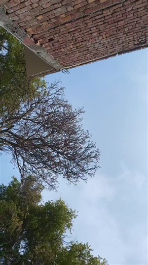 Bably Sharma on Instagram: "#bablysharma #sidhumoosewala #trending #viral #virelvideo"