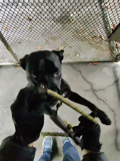 Shelter dogs have amazing survival instincts. Watch this pup show off their skills.