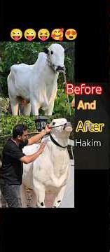 hakim story background check not miss please🙏