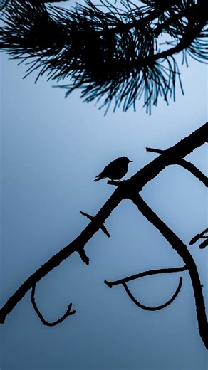 A Silhouette Against the Brushstrokes of Sky