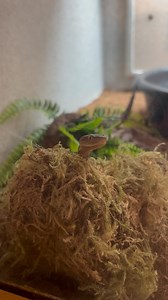 1.6K views · 45 reactions | Twizzler the copperhead checking it all out! Fun fact! Copperheads are medium-size snakes, averaging between 2 and 3 feet in length. Female copperheads are longer than males, but males possess proportionally longer tails.  | Museum of Life and Science | Facebook