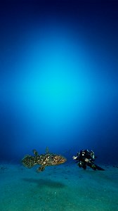 Exclusive Documentary - Face to Face with the Coelacanth: A Story Revealed by Laurent Ballesta & Alexis Chappuis This documentary retraces two groundbreaking expeditions and brings together Laurent Ballesta and Alexis Chappuis for the very first time. A unique perspective on their journeys, the challenges they overcame, and the enduring mystery of this ancient lineage. A tribute to curiosity, perseverance, and the spirit of exploration and preservation that defines the Blancpain Ocean Commitment