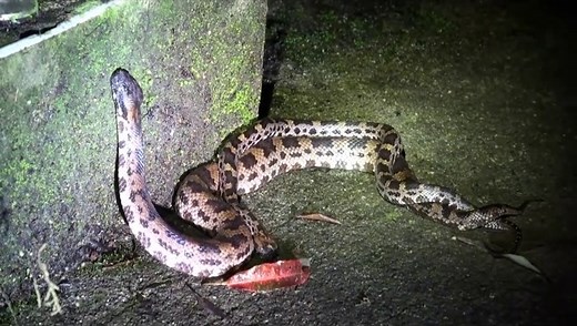 2 serpents en plein accouplement : impressionnant
