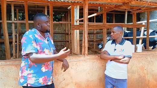 4.4K views · 90 reactions | When buying a cow prioritize physical conformation and health indicators. Ensure the animal has a strong skeletal structure, sound feet, and, for dairy cows, a well-attached, symmetrical udder. A healthy cow exhibits bright eyes, a shiny coat, and an alert temperament. Always verify documented records, focusing on vaccination history, reproductive efficiency (calving ease), and milk or growth yields. #SmartFarming #dairyverse | Dairyverse | Facebook