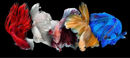Betta Fish (Siamese Fighting Fish)