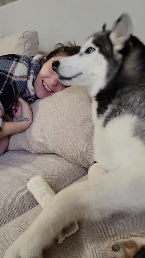 Funny Husky Sneezing Compilation