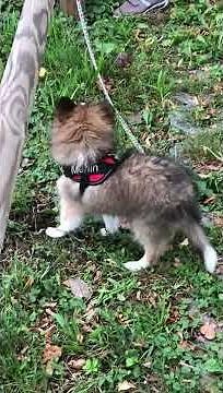 VDH Shelties vom Ponyhügel: Merlin übt zu Hause!