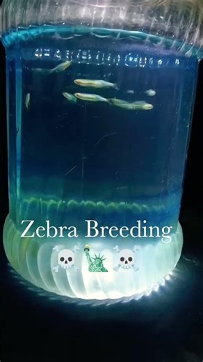 Zebra Breeding।।জেব্রা ব্রিডিং।।☠️#shorts