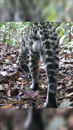 Vida Selvagem da Amazônia:Vídeo Impactante de Animais e Aves Gravado no Coração da Floresta Tropical
