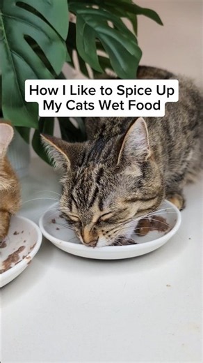 How to Spice Up Your Cats Wet Food! 😻