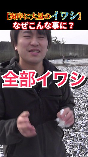 糸魚川市での異常イワシ打ち上げ