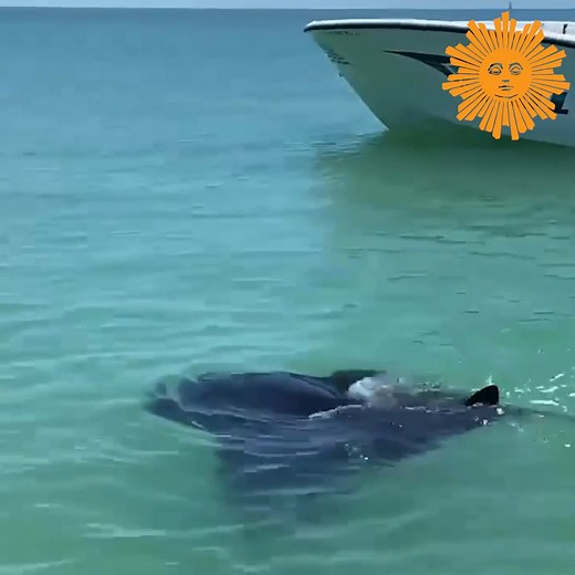 188K views · 9.3K reactions | A marine patrol boat with the Sarasota Police Department encountered an “incredible” manta ray while on patrol off the Florida coast. According to the National Marine Fisheries Service, giant manta rays are the world’s largest ray with a wingspan of up to 29 feet. https://cbsn.ws/3f3lF72 | CBS Sunday Morning | Facebook