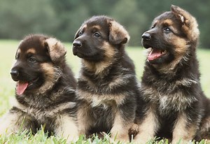 When to Neuter or Spay Your German Shepherd: 5 Steps to Follow