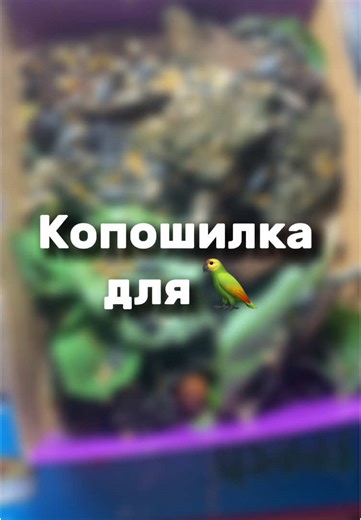 Копошилка для попугая: советы и рецепты