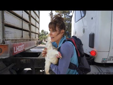 ‘Baywatch’ Star Goes on Trial After Taking Chickens